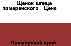 Щенок шпица померанского › Цена ­ 15 000 - Приморский край, Уссурийск г. Животные и растения » Собаки   . Приморский край,Уссурийск г.